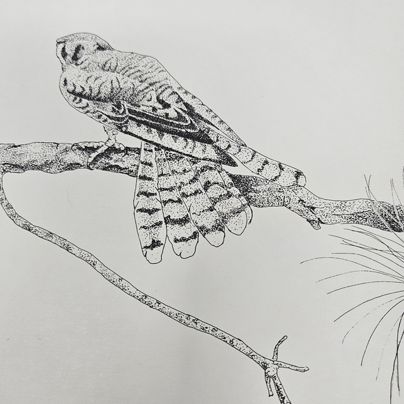 Harris Hawk Bird Art Prints Numbered & Artist Signed Wildlife Set Of 3 - Picture 15 of 16